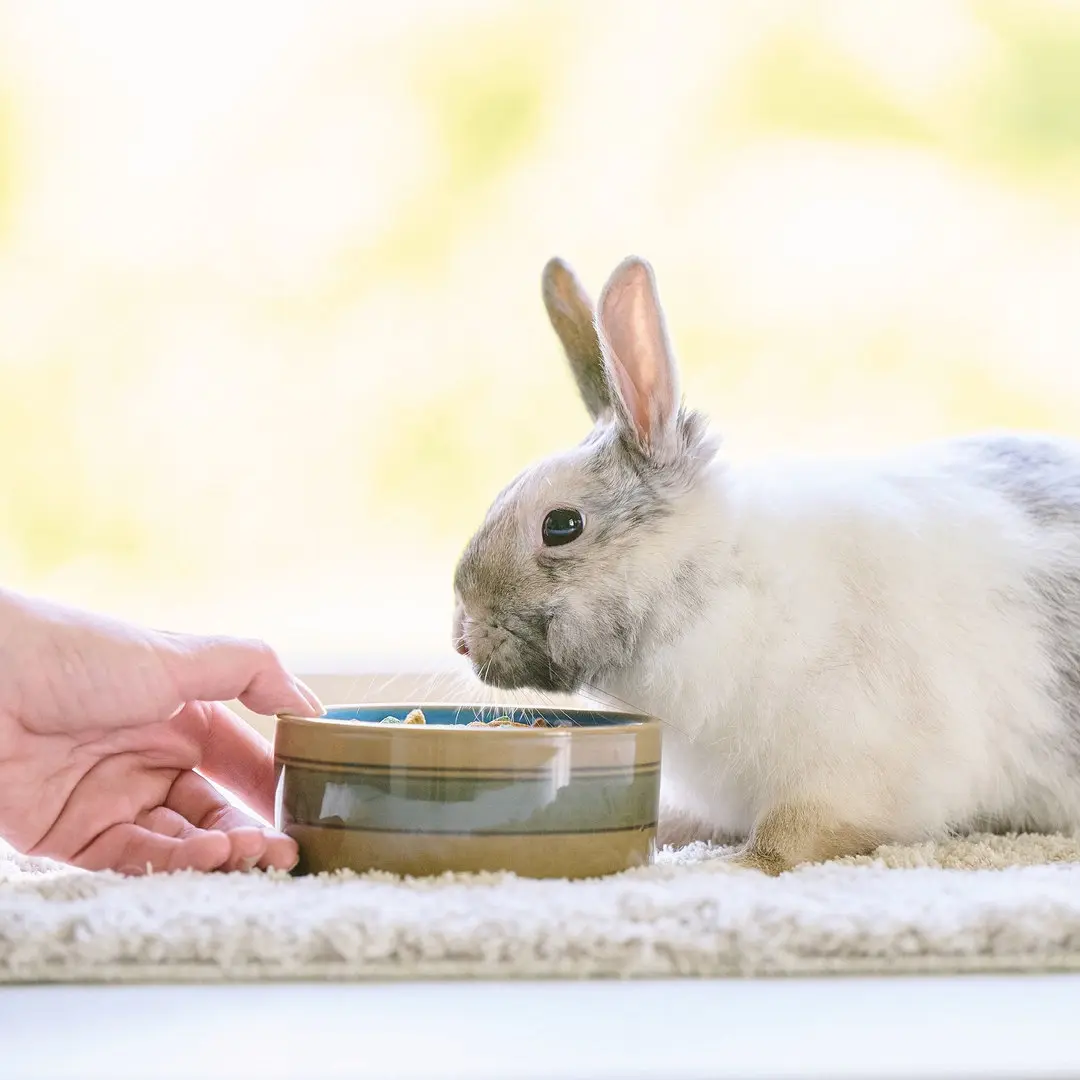 Feeding your rabbit Care+
