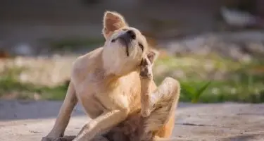 Ontvlooien na ontwormen