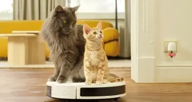 Beaphar CatComfort voor stressvolle situaties gedragsproblemen kat