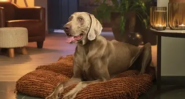 beaphar canicomfort voor stressvolle situaties gedragsproblemen honden