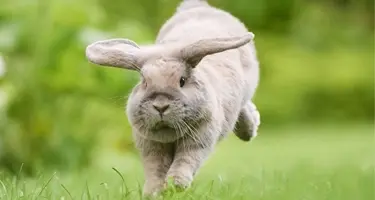 Myiasis bij het konijn