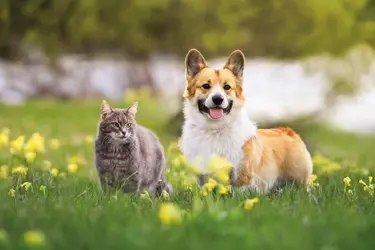 beaphar dimethicare vlooien teken aanpakken zonder insecticiden