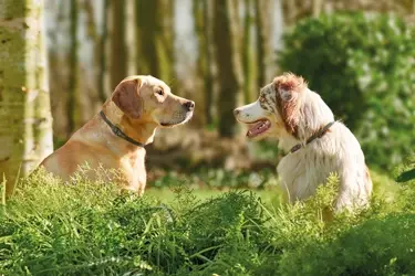beaphar canishield halsband tegen teken vlooien zandvliegen