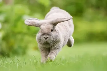 Myiasis bij het konijn