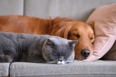 beaphar no stress voor een ontspannen hond en kat