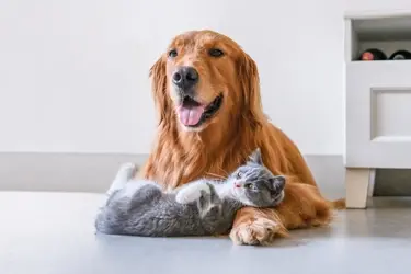 beaphar intestopro bij ontlastingsproblemen hond kat