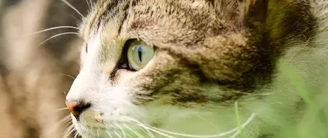 Categories Cat Anti Parasite