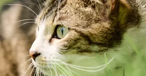 Categories Cat Anti Parasite