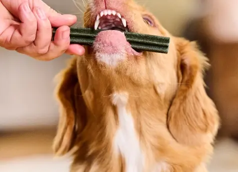 Beaphar dental hond