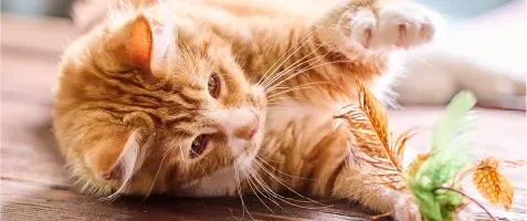 Categories Cat Health