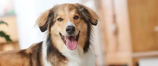 Beaphar-Hond-Gedrag-en-Training-2