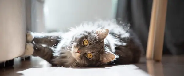 Beaphar Gato araña el sofá