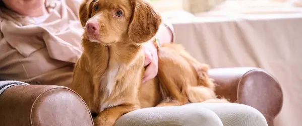 Beaphar Verlatingsangst bij hond