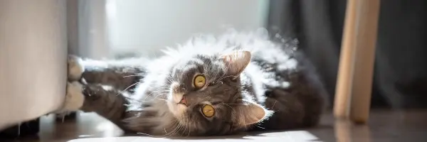 Beaphar Gato araña el sofá