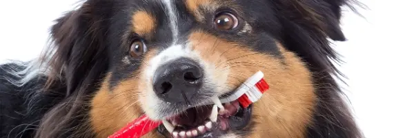Tandenpoetsen hond en kat