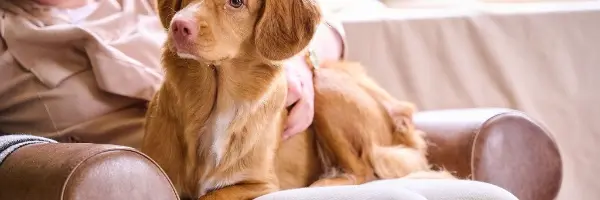 Beaphar Verlatingsangst bij hond